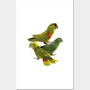 Parrots Posters and Art